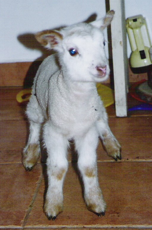 Sněhulka