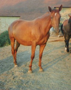 Obrazek